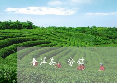 普洱茶 分销/2023042808666